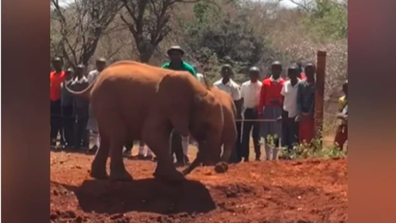 അച്ചോടാ, സ്വന്തം തുമ്പിക്കൈയില് ചവിട്ടി ഒരാനക്കുട്ടി; വീഡിയോ വൈറല് അച്ചോടാ, സ്വന്തം തുമ്പിക്കൈയില് ചവിട്ടി ഒരാനക്കുട്ടി; വീഡിയോ വൈറല്