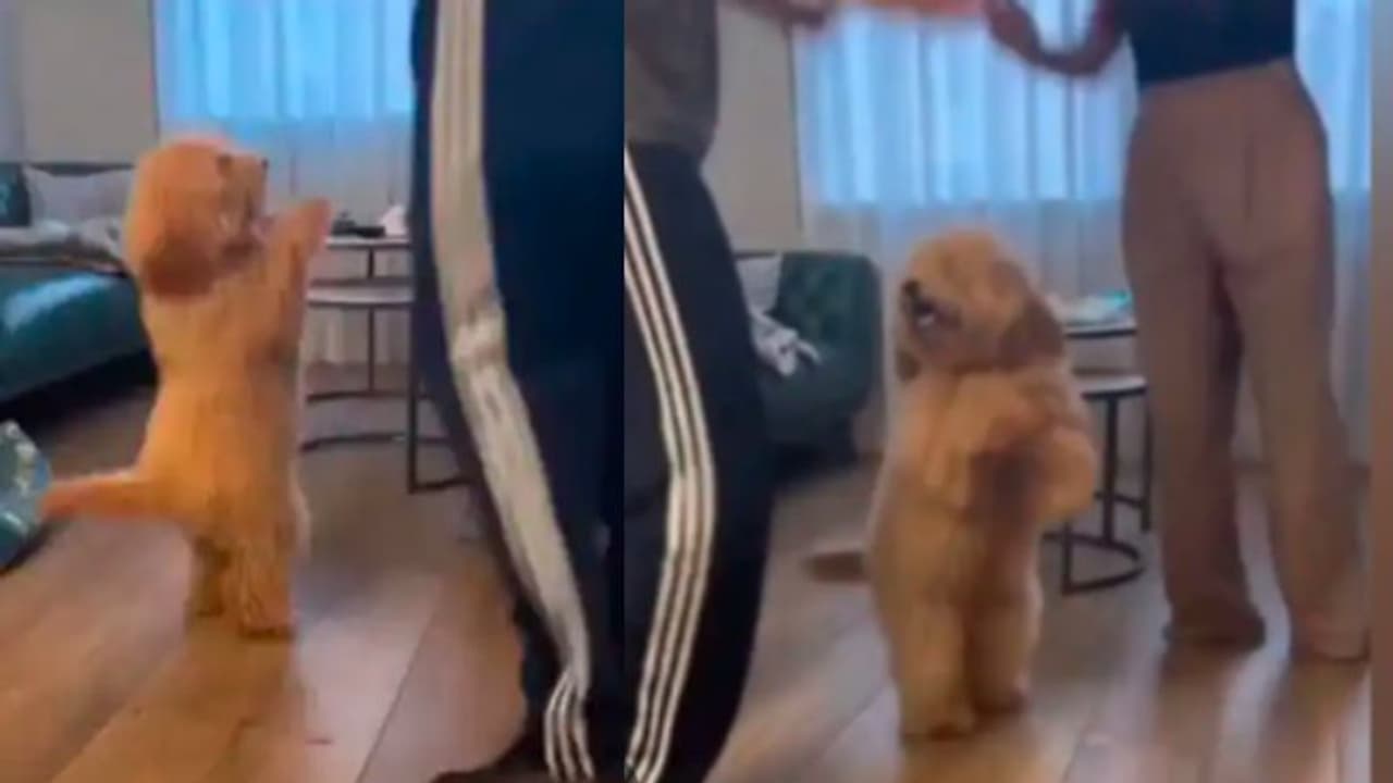 പഞ്ചാബി ഗാനത്തിനൊപ്പം വളര്ത്തുനായയുടെ കിടിലന് ഡാൻസ്; വൈറലായി വീഡിയോ പഞ്ചാബി ഗാനത്തിനൊപ്പം വളര്ത്തുനായയുടെ കിടിലന് ഡാൻസ്; വൈറലായി വീഡിയോ