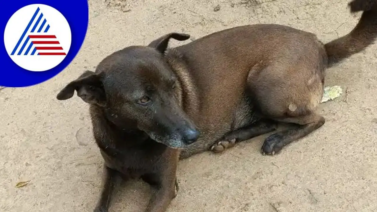 ಕಾಡಿನಲ್ಲಿ ನಾಪತ್ತೆಯಾಗಿದ್ದ ಮಾಲೀಕನ ಹುಡುಕಿಕೊಟ್ಟ ಸಾಕು ನಾಯಿ ಟಾಮಿ!