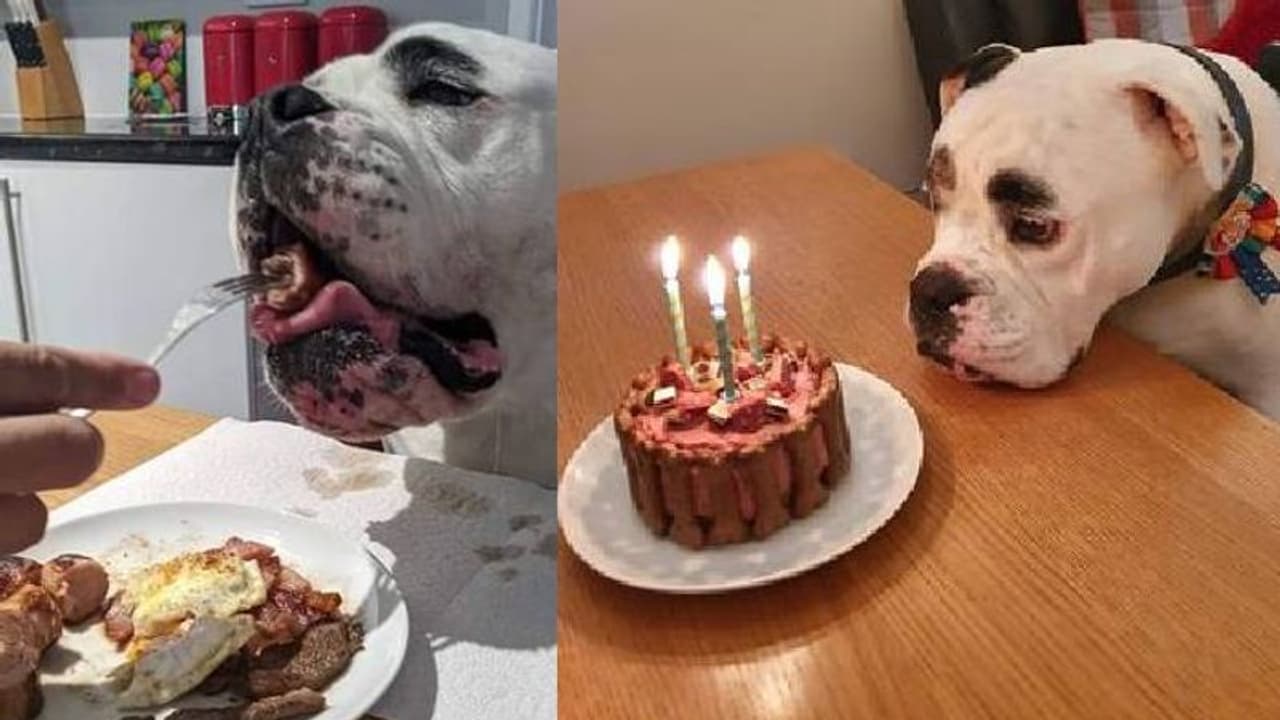 ഭക്ഷണം നൽകുന്നത് ഫോർക്ക് കൊണ്ട്, കഴിക്കുന്നത് ഒരുമിച്ച്, ഉറങ്ങുന്നത് സ്വന്തം കട്ടിലിൽ; നായയുടെ രാജകീയ ജീവിതം ഭക്ഷണം നൽകുന്നത് ഫോർക്ക് കൊണ്ട്, കഴിക്കുന്നത് ഒരുമിച്ച്, ഉറങ്ങുന്നത് സ്വന്തം കട്ടിലിൽ; നായയുടെ രാജകീയ ജീവിതം