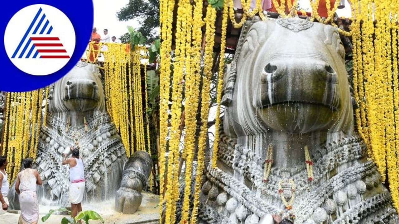 Mysuru: ಚಾಮುಂಡಿ ಬೆಟ್ಟದ ಮಹಾನಂದಿಗೆ ಮಹಾಭಿಷೇಕ Mysuru: ಚಾಮುಂಡಿ ಬೆಟ್ಟದ ಮಹಾನಂದಿಗೆ ಮಹಾಭಿಷೇಕ