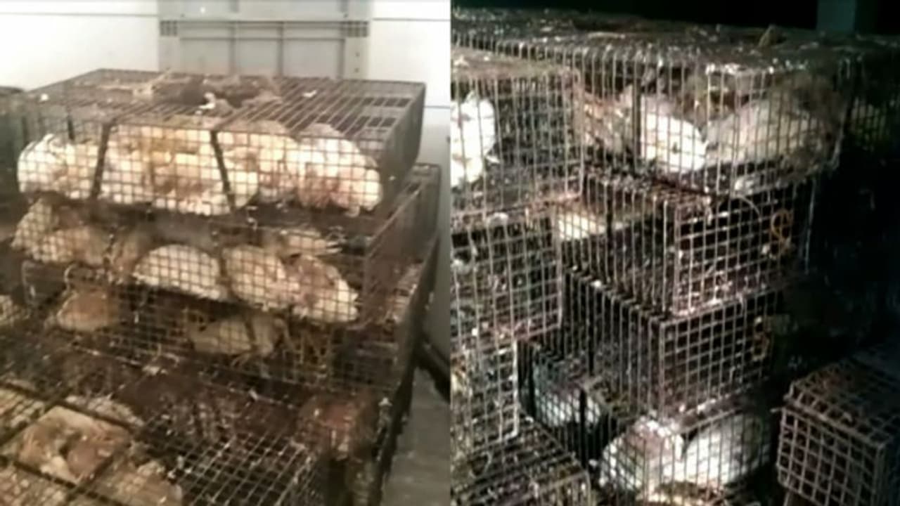 കോഴിക്കോട് വൃത്തിഹീനമായ രണ്ട് കോഴിക്കടകൾ അടപ്പിച്ചു