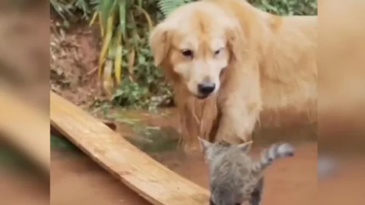 തോട്ടില്‍ അകപ്പെട്ട പൂച്ചക്കുട്ടിയെ സഹായിക്കുന്ന നായ; വൈറലായി വീഡിയോ