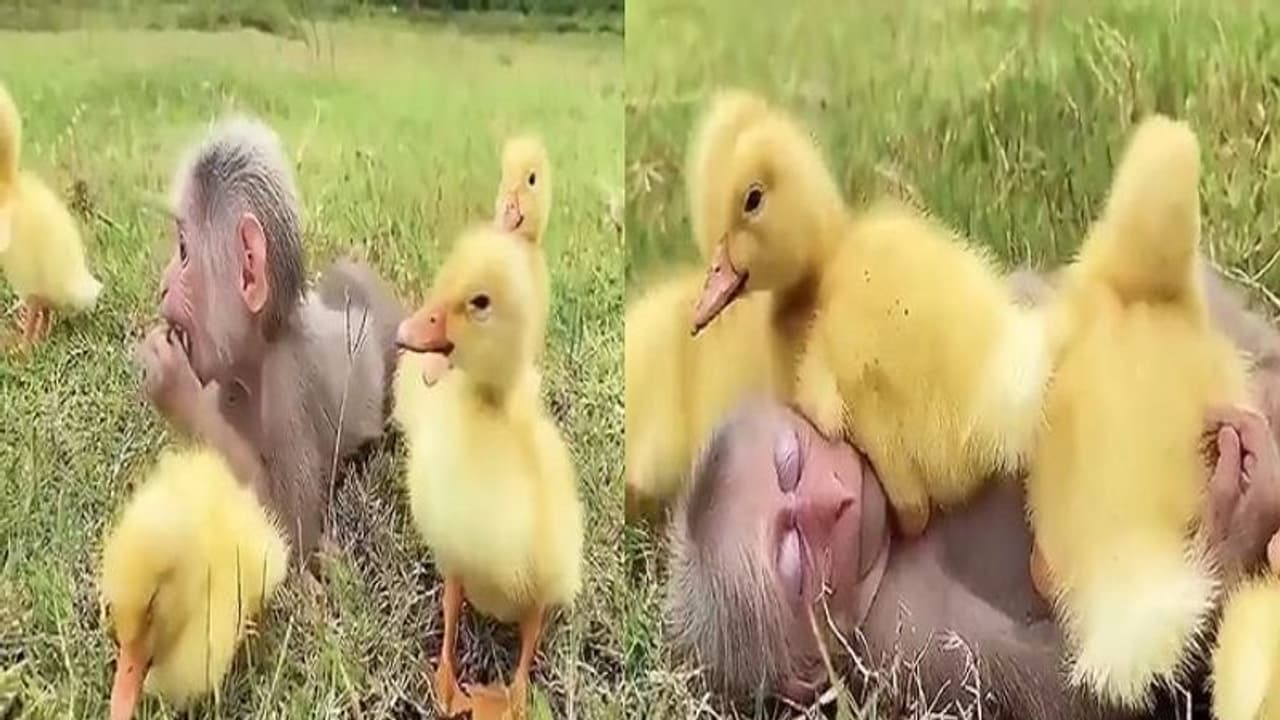 చిల్డ్రన్స్ డే 2022 : ఇవి కూడా పిల్లలే... కోతిపిల్లతో బాతుపిల్లల ఆట.. ఫిదా అవుతున్న నెటిజన్లు... చిల్డ్రన్స్ డే 2022 : ఇవి కూడా పిల్లలే... కోతిపిల్లతో బాతుపిల్లల ఆట.. ఫిదా అవుతున్న నెటిజన్లు...