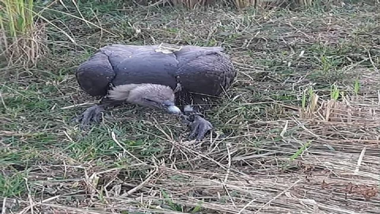 दरभंगा के खेत में पड़ा मिला गिद्ध, शरीर पर लगी डिवाइस को देख ग्रामीणों में दहशत, पुलिस कर रही जांच दरभंगा के खेत में पड़ा मिला गिद्ध, शरीर पर लगी डिवाइस को देख ग्रामीणों में दहशत, पुलिस कर रही जांच