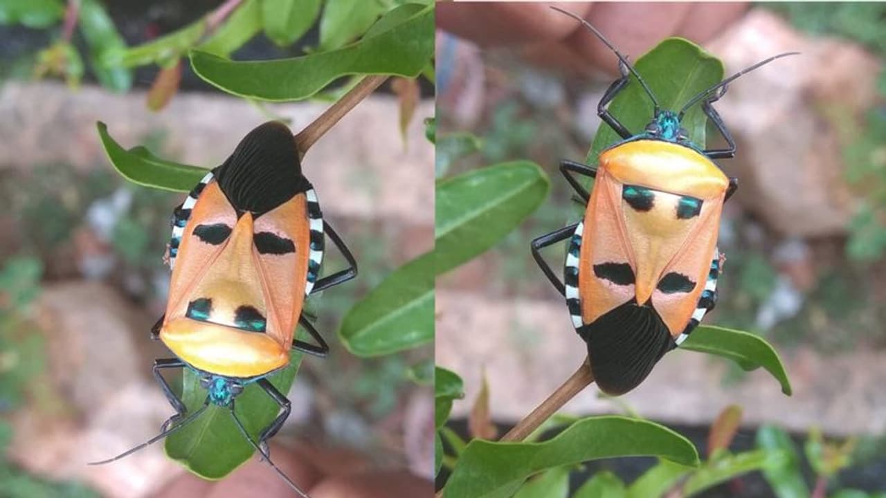 ಕುತೂಹಲ ಹುಟ್ಟಿಸಿದ 'ಹಿಟ್ಲರ್ ಕೀಟ': ಮನುಷ್ಯನ ಮುಖದ ಹೋಲಿಕೆ ಕುತೂಹಲ ಹುಟ್ಟಿಸಿದ 'ಹಿಟ್ಲರ್ ಕೀಟ': ಮನುಷ್ಯನ ಮುಖದ ಹೋಲಿಕೆ