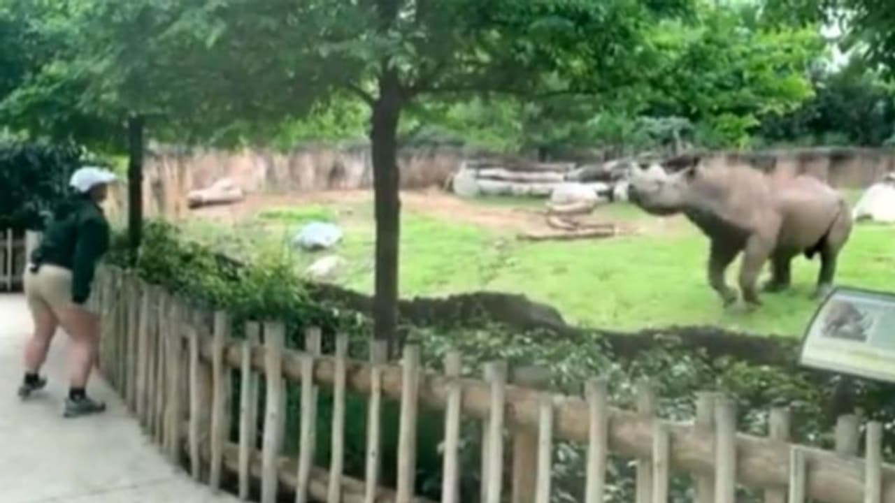 വേലിക്കെട്ടിന് പുറത്തു നില്ക്കുന്ന പരിപാലകയെ കണ്ട് സന്തോഷം കൊണ്ട് തുള്ളിച്ചാടുന്ന കാണ്ടാമൃഗം; വീഡിയോ വേലിക്കെട്ടിന് പുറത്തു നില്ക്കുന്ന പരിപാലകയെ കണ്ട് സന്തോഷം കൊണ്ട് തുള്ളിച്ചാടുന്ന കാണ്ടാമൃഗം; വീഡിയോ