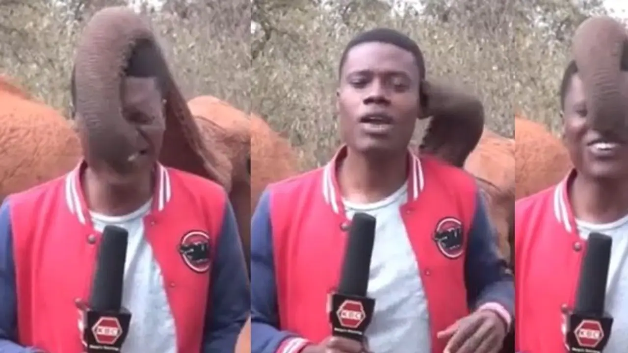 ಸೊಂಡಿಲಿನಿಂದ ಪತ್ರಕರ್ತನ ಕಿವಿಹಿಂಡಿ ಮೂಗೆಳೆದ ಆನೆಮರಿ