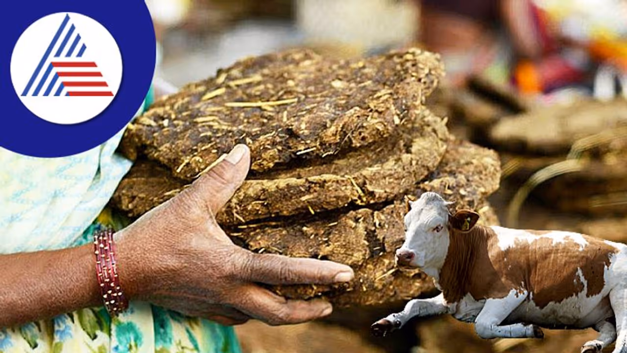 ಹಸುವಿನ ಸಗಣಿ ಎಂಬ ಪವಾಡ; ಆರ್ಥಿಕ ಸಮಸ್ಯೆ ಹೋಗಿಸುವ Cow Dung ಹಸುವಿನ ಸಗಣಿ ಎಂಬ ಪವಾಡ; ಆರ್ಥಿಕ ಸಮಸ್ಯೆ ಹೋಗಿಸುವ Cow Dung