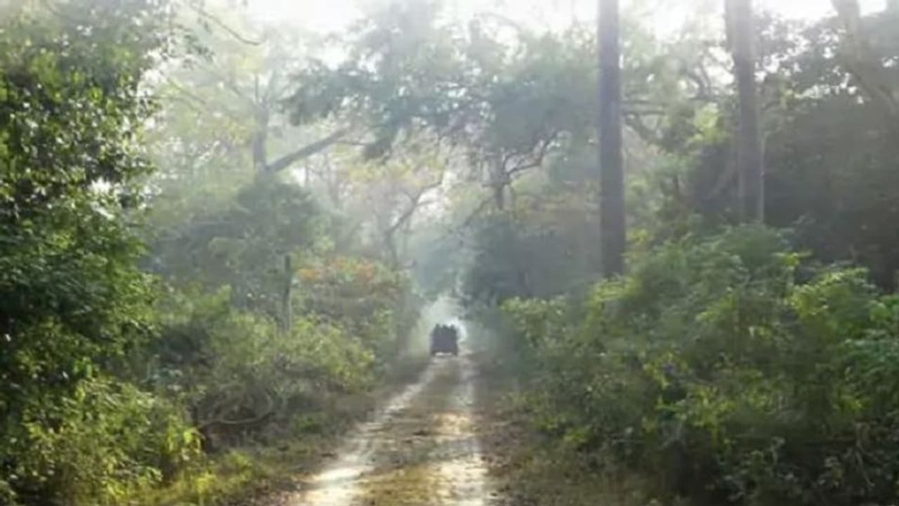 एक साल बाद पर्यटकों के लिए खुली बहराइच की कतर्निया घाट सेंचुरी, जानें क्या है यहां की खासियत