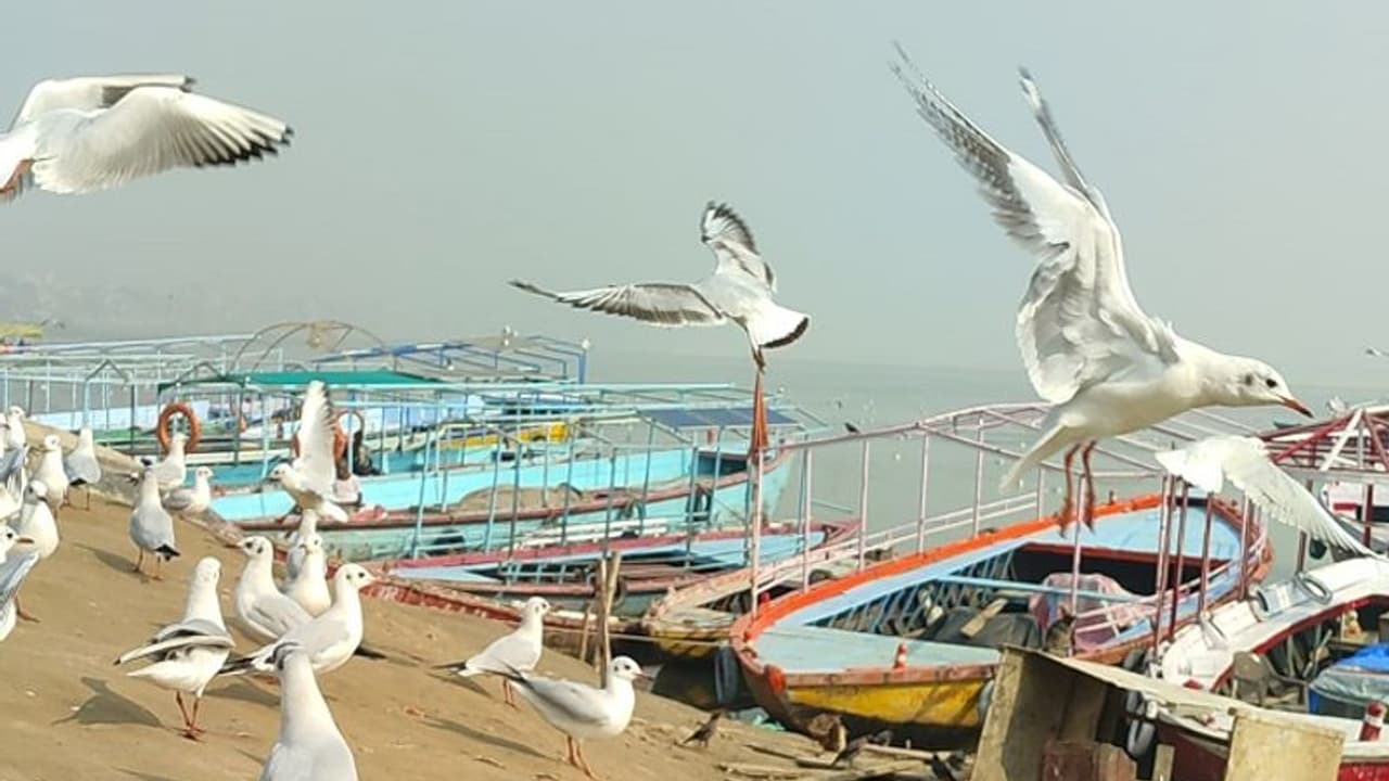 वाराणसी: काशी के घाटों की बढ़ी रौनक, प्रवासी परिंदे पर्यटकों को कर रहे आकर्षित वाराणसी: काशी के घाटों की बढ़ी रौनक, प्रवासी परिंदे पर्यटकों को कर रहे आकर्षित