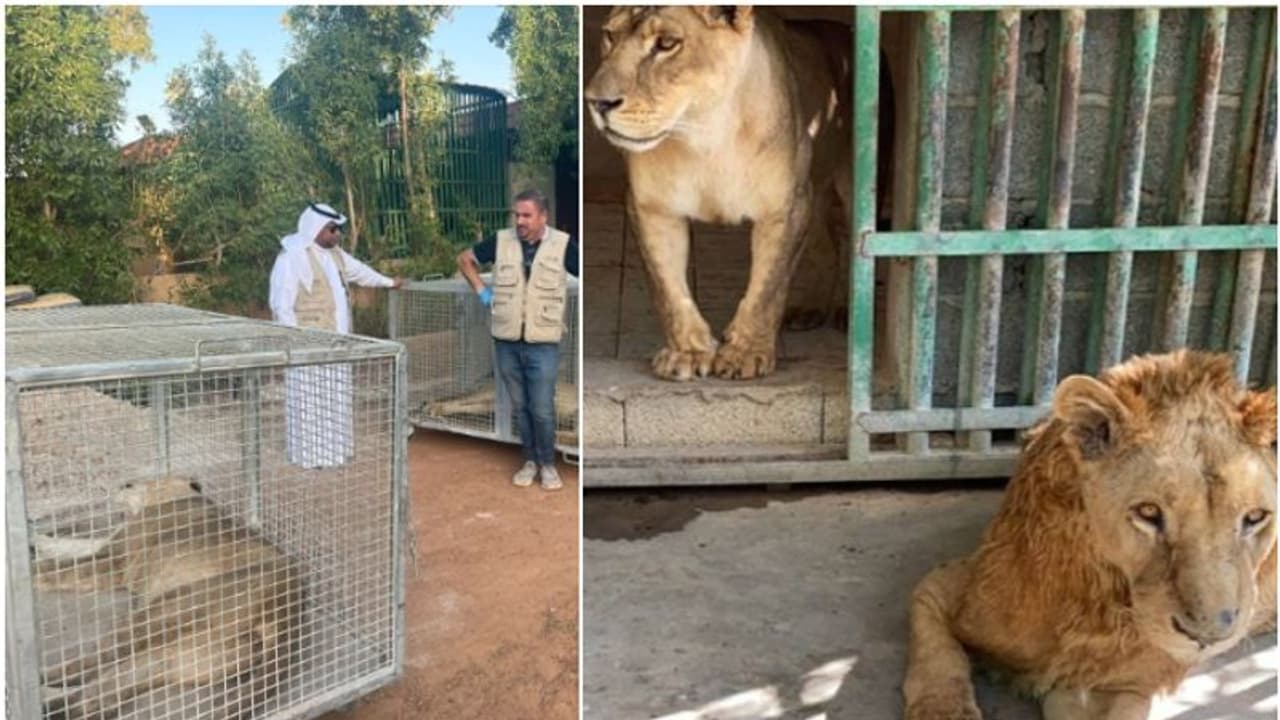 സ്വകാര്യ റിസോർട്ടിൽ എട്ട് സിംഹങ്ങളും ചെന്നായയും; ഉടമസ്ഥന് പൊലീസ് കസ്റ്റഡിയില് സ്വകാര്യ റിസോർട്ടിൽ എട്ട് സിംഹങ്ങളും ചെന്നായയും; ഉടമസ്ഥന് പൊലീസ് കസ്റ്റഡിയില്