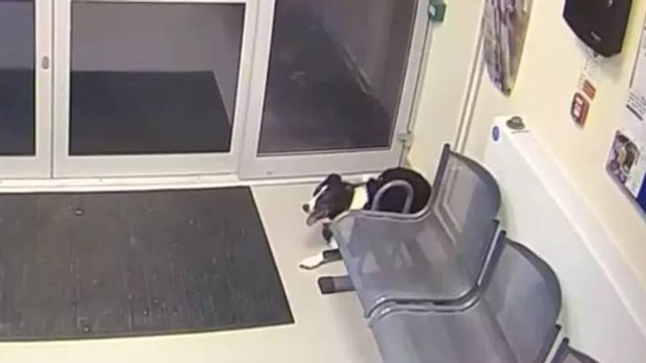 പടക്കം പൊട്ടുന്നത് കേട്ട് പേടിച്ചു, നായ നേരെ പോയത് പൊലീസ് സ്റ്റേഷനിലേക്ക് പടക്കം പൊട്ടുന്നത് കേട്ട് പേടിച്ചു, നായ നേരെ പോയത് പൊലീസ് സ്റ്റേഷനിലേക്ക്