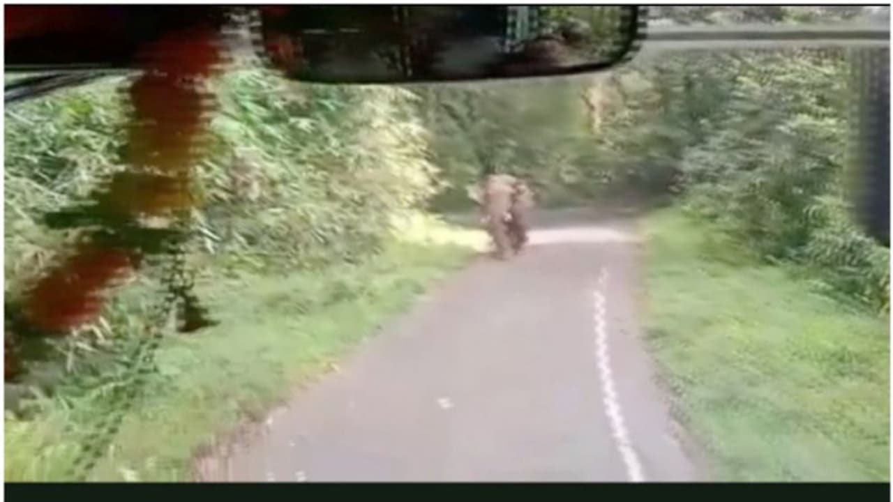 ചക്കകൊമ്പനും മുട്ടവാലനും: ഇടുക്കിയിലെ ജനവാസമേഖലകളിൽ വീണ്ടും കാട്ടുകാെമ്പൻമാർ ഇറങ്ങി, തുരത്തി വനംവകുപ്പ്