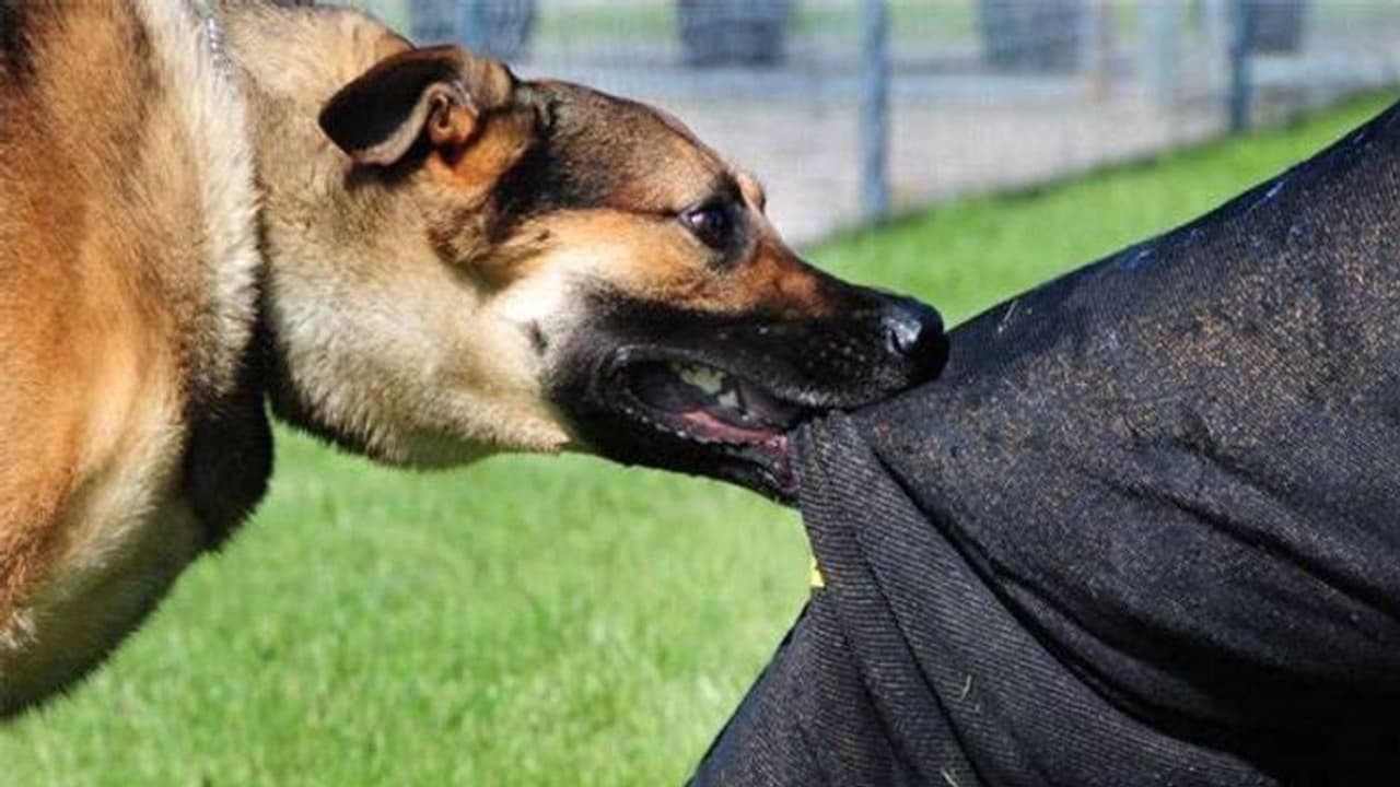 വൈദ്യുതി ബിൽ കുടിശ്ശിക 3.75 ലക്ഷം, ചോദിക്കാനെത്തിയ ജീവനക്കാർക്കുനേരെ പട്ടികളെ അഴിച്ചുവിട്ടു, ഭീകരാന്തരീക്ഷം!