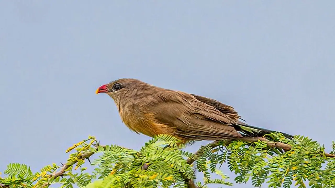 ದೇಶದಲ್ಲಿ 78 ರೀತಿಯ ಪಕ್ಷಿಗಳು ಪತ್ತೆ: ಇಷ್ಟೊಂದು ವೈವಿಧ್ಯತೆ ಭಾರತದಲ್ಲಿ ಮಾತ್ರ