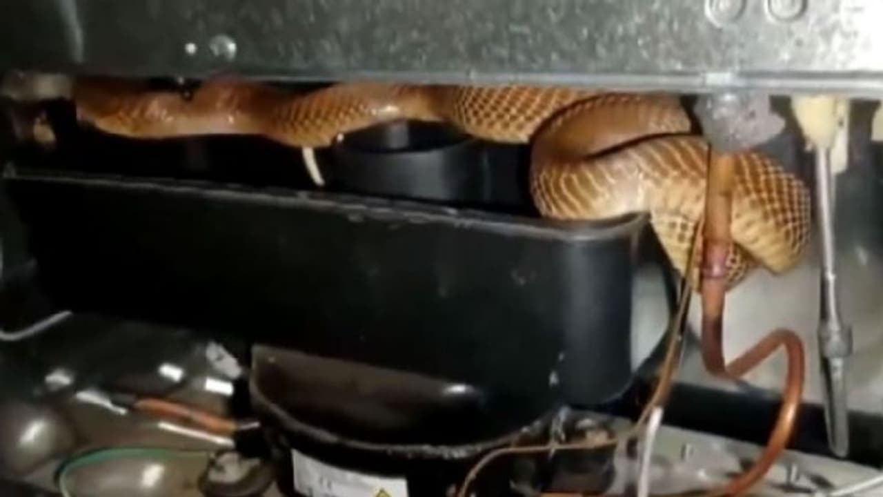 ഫ്രിഡ്ജിനടിയില്‍ ഒളിച്ചിരുന്ന് കൂറ്റൻ മൂര്‍ഖൻ; വീഡിയോ വൈറലാകുന്നു