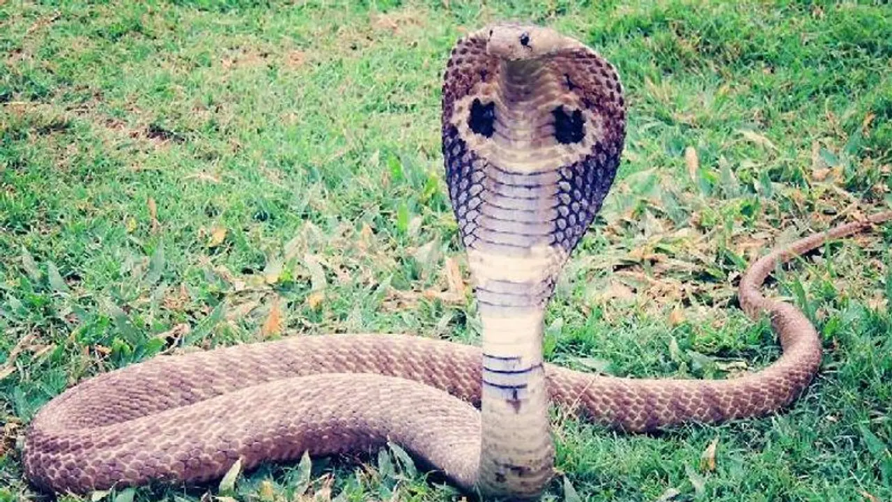 ಹೀಗೂ ಕನಸು ನನಸಾಗಬಹುದು ನೋಡಿ: ತಮಿಳುನಾಡಿನಲ್ಲೊಂದು ವಿಚಿತ್ರ ಘಟನೆ