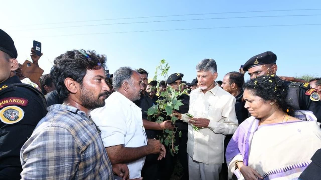 పత్తిపంటను పరిశీలించిన చంద్రబాబు .. నకిలీ విత్తనాలపై సీరియస్ పత్తిపంటను పరిశీలించిన చంద్రబాబు .. నకిలీ విత్తనాలపై సీరియస్