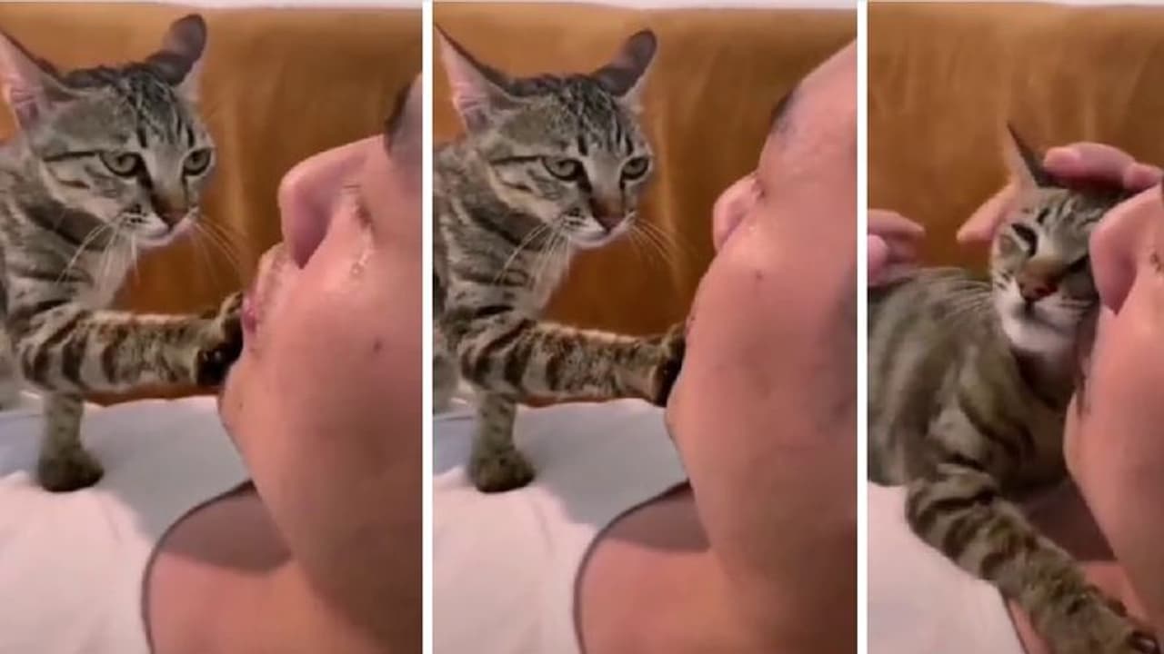 ಅಯ್ಯೋ ಅಳ್ಬೇಡ ಕಣೋ, ನಾನಿದ್ದೀನಿ... ಅಳುತ್ತಿದ್ದ ಮಾಲೀಕನ ಸಂತೈಸುವ ಮಾರ್ಜಾಲ