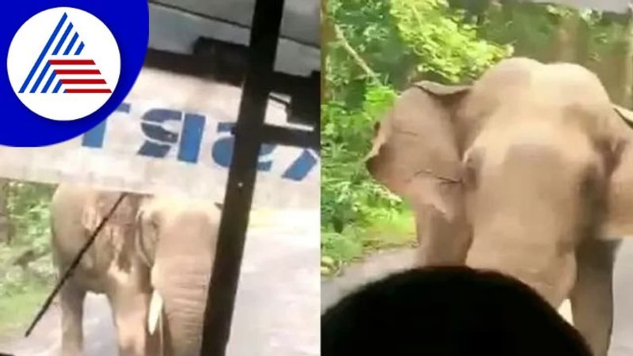 Viral Video: ಆನೆ ಅಟ್ಟಿಸಿ ಬಂದಿದ್ದಕ್ಕೆ 8 ಕಿ.ಮೀ. ರಿವರ್ಸ್ ಬಸ್ ಓಡಿಸಿದ ಚಾಲಕ! Viral Video: ಆನೆ ಅಟ್ಟಿಸಿ ಬಂದಿದ್ದಕ್ಕೆ 8 ಕಿ.ಮೀ. ರಿವರ್ಸ್ ಬಸ್ ಓಡಿಸಿದ ಚಾಲಕ!