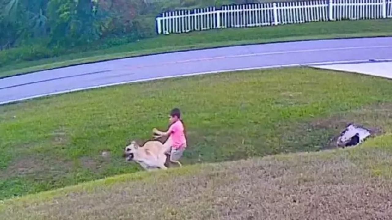 ആറ് വയസുകാരന്റെ ജീവൻ രക്ഷപ്പെടുത്തുന്ന വളര്ത്തുനായ; വീഡിയോ ആറ് വയസുകാരന്റെ ജീവൻ രക്ഷപ്പെടുത്തുന്ന വളര്ത്തുനായ; വീഡിയോ