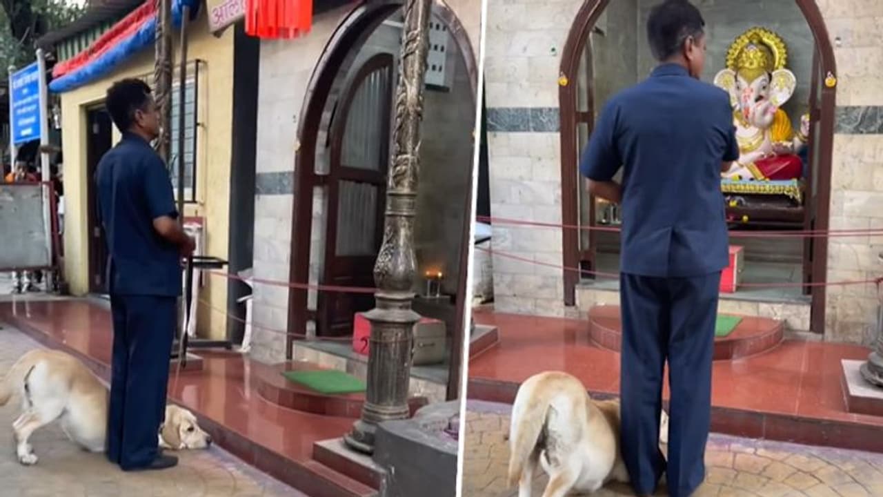 Dog bows down before lord Ganesha's idol at temple amazed netizens; watch video