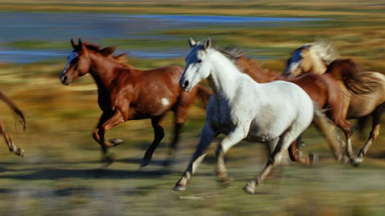 കാട്ടുകുതിരകള്‍ക്കൊപ്പം ഓടിപ്പോയിട്ട് 8 വര്‍ഷം; ഉടമയെ തേടിയെത്തി വളര്‍ത്തുകുതിര