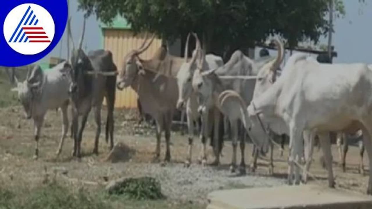 ರೈತನ ಬದುಕನ್ನೇ ಬರ್ಬಾದ್ ಮಾಡಿದ ಲಂಪಿಸ್ಕಿನ್ ರೋಗ: ಬಂದಷ್ಟು ಬೆಲೆಗೆ ಎತ್ತು ಮಾರಾಟ ಮಾಡುತ್ತಿರುವ ಅನ್ನದಾತ..! ರೈತನ ಬದುಕನ್ನೇ ಬರ್ಬಾದ್ ಮಾಡಿದ ಲಂಪಿಸ್ಕಿನ್ ರೋಗ: ಬಂದಷ್ಟು ಬೆಲೆಗೆ ಎತ್ತು ಮಾರಾಟ ಮಾಡುತ್ತಿರುವ ಅನ್ನದಾತ..!