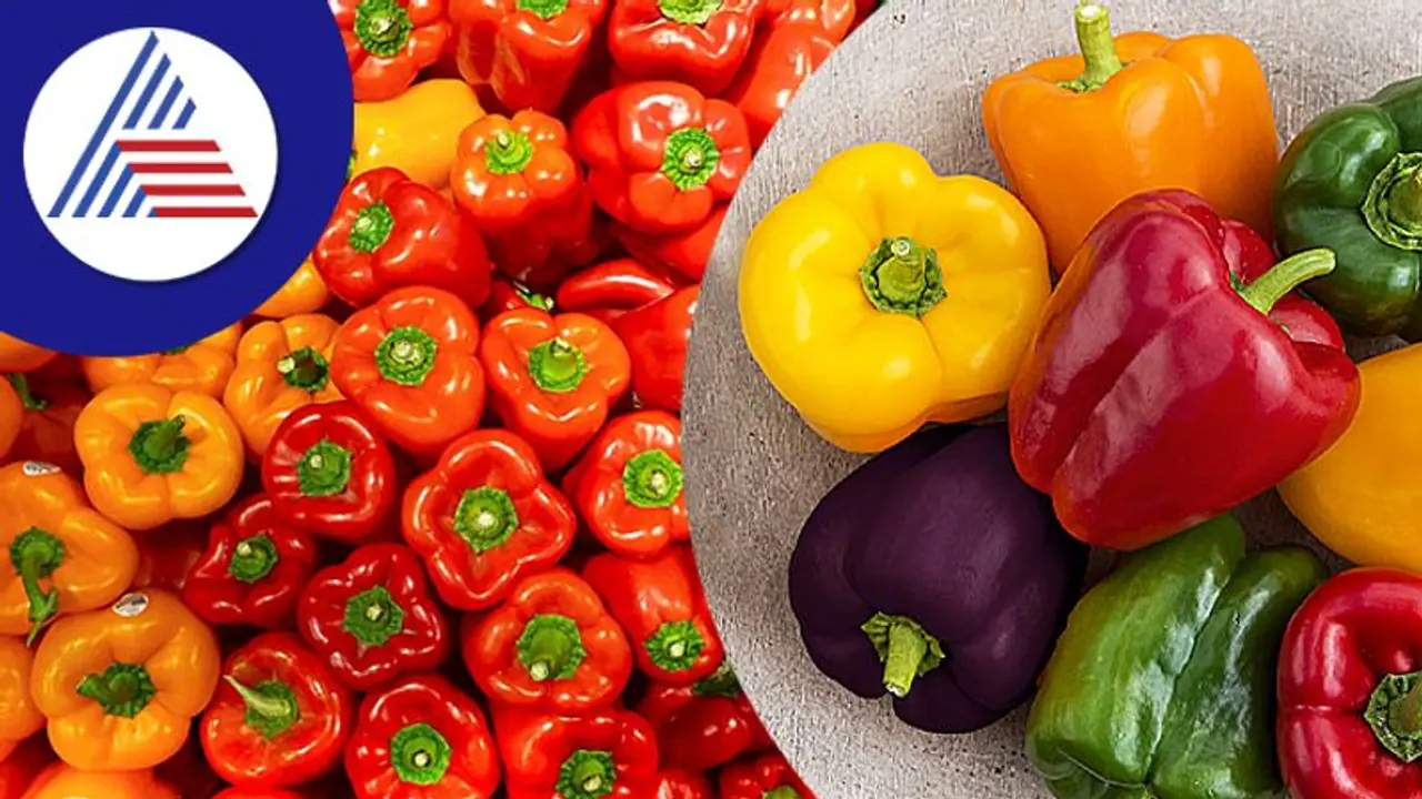 ಬಣ್ಣ ಮಾತ್ರವಲ್ಲ ರುಚಿಯಲ್ಲೂ ಭಿನ್ನತೆ ಹೊಂದಿದೆ ಡೊಳ್ಳು ಮೆಣಸು ಬಣ್ಣ ಮಾತ್ರವಲ್ಲ ರುಚಿಯಲ್ಲೂ ಭಿನ್ನತೆ ಹೊಂದಿದೆ ಡೊಳ್ಳು ಮೆಣಸು