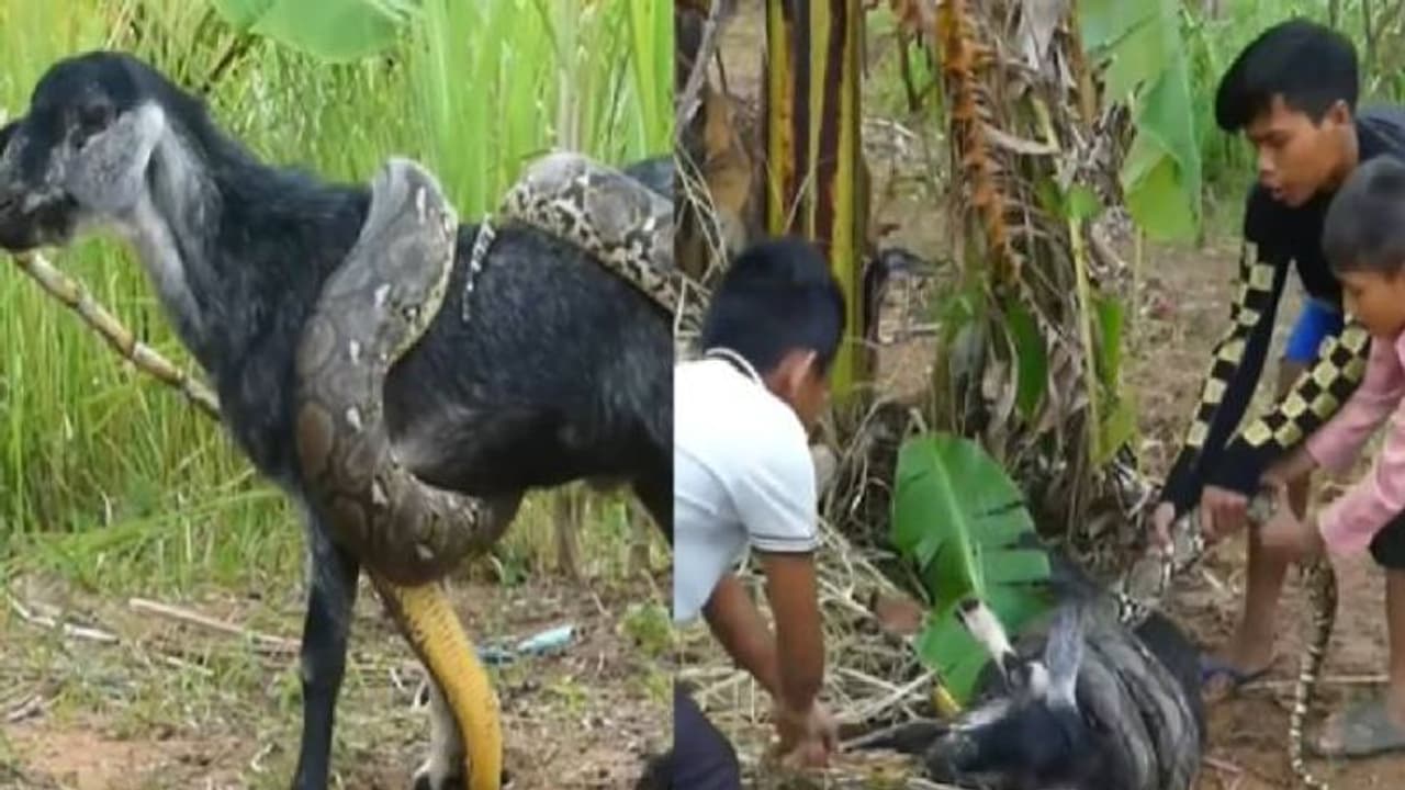 ആടിനെ ചുറ്റിവരിഞ്ഞ് പെരുമ്പാമ്പ്, തലയും വാലും പിടിച്ച് രക്ഷിച്ചെടുത്ത് മൂന്ന് കുട്ടികൾ