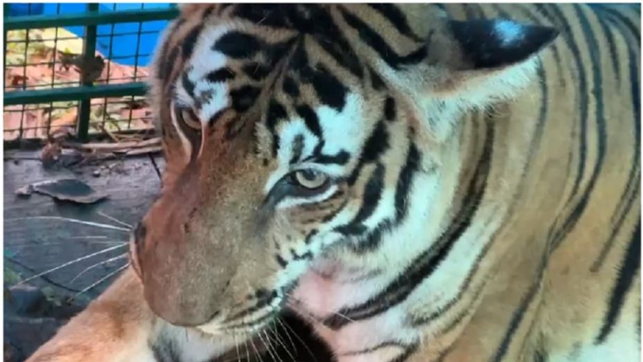 అనంతపురంలో విషాదం: పొలానికి వెళ్తున్న రైతుపై పులి దాడి, మృతి అనంతపురంలో విషాదం: పొలానికి వెళ్తున్న రైతుపై పులి దాడి, మృతి