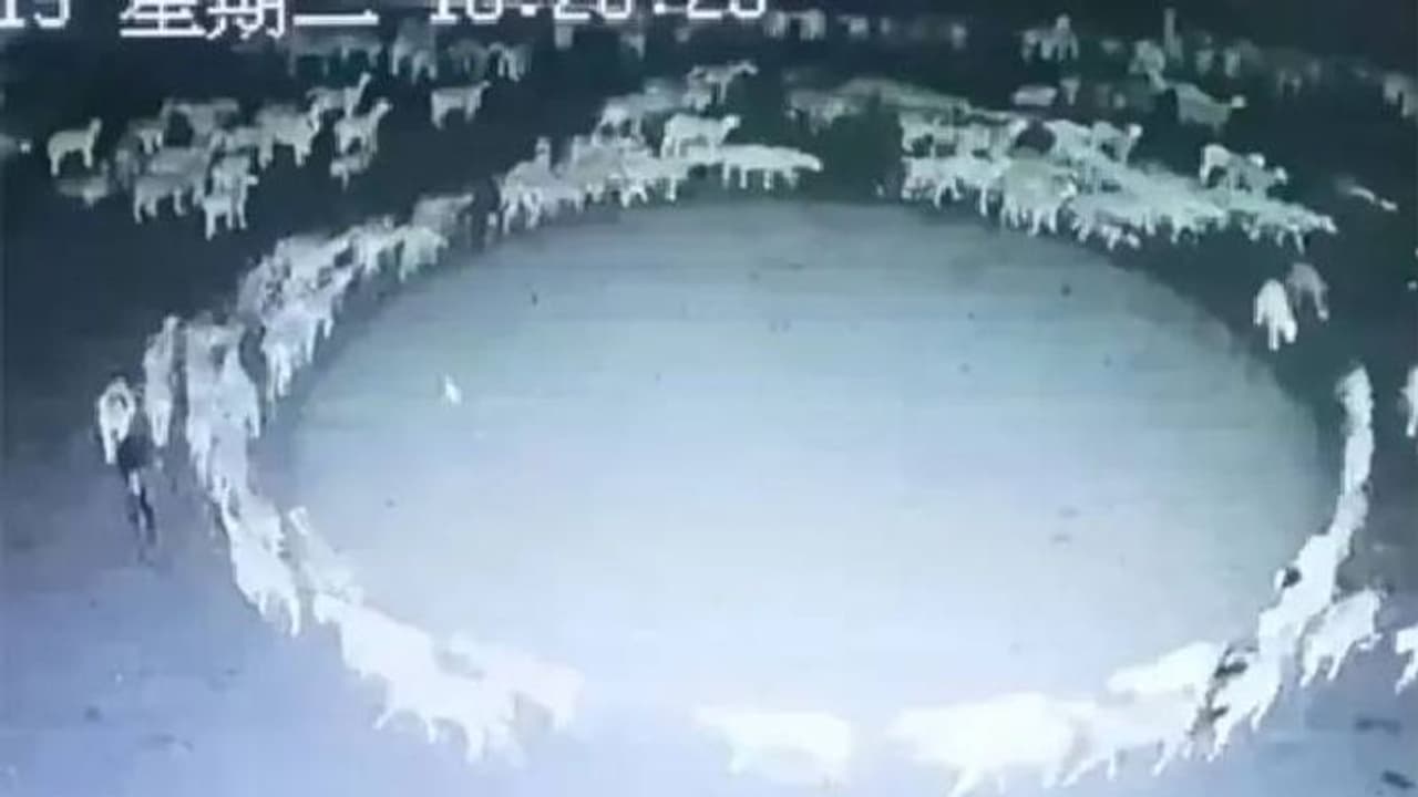 10 ദിവസം തുടർച്ചയായി വട്ടത്തിൽ നടന്ന് ആടുകൾ, വിചിത്രമായ പെരുമാറ്റത്തിന്‍റെ രഹസ്യം കണ്ടെത്തി.!