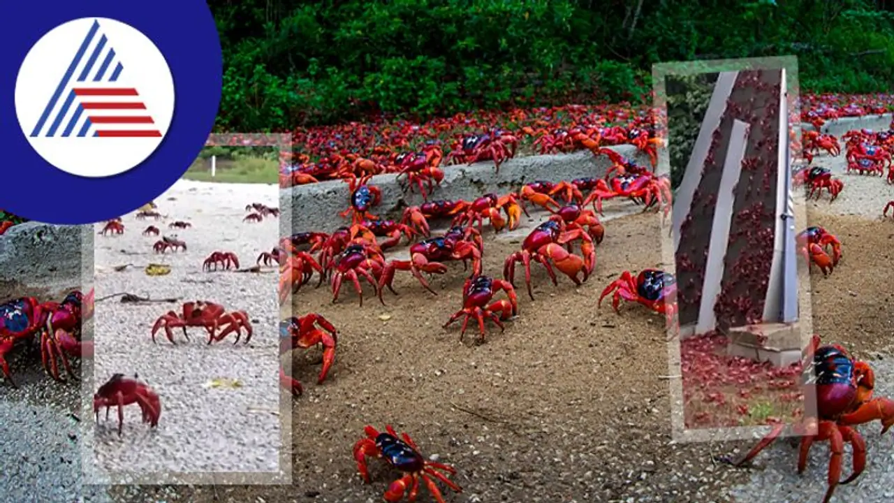 ಹನಿಮೂನ್ ಹೊರಟ ಏಡಿಗಳು... ಮಹಾ ವಲಸೆಗೆ ರಸ್ತೆಯೇ ಸ್ತಬ್ಧ