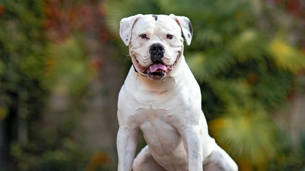 ഗുരുഗ്രാമില്‍ 11 വിദേശ നായ ഇനങ്ങളെ വളര്‍ത്തുന്നത് നിരോധിച്ചു