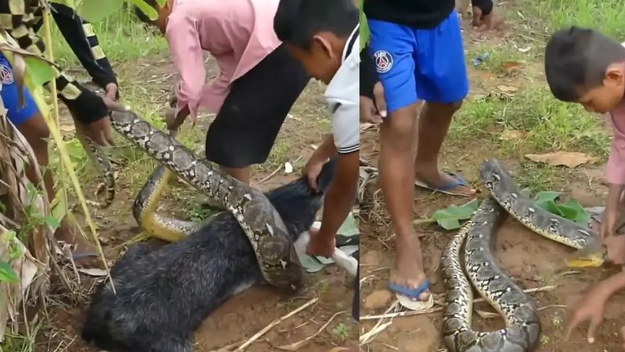 ಹೆಬ್ಬಾವಿನ ಸುಳಿಯಿಂದ ಮೇಕೆಯನ್ನು ರಕ್ಷಿಸಿದ ಮೂವರು ಸಾಹಸಿ ಬಾಲಕರು