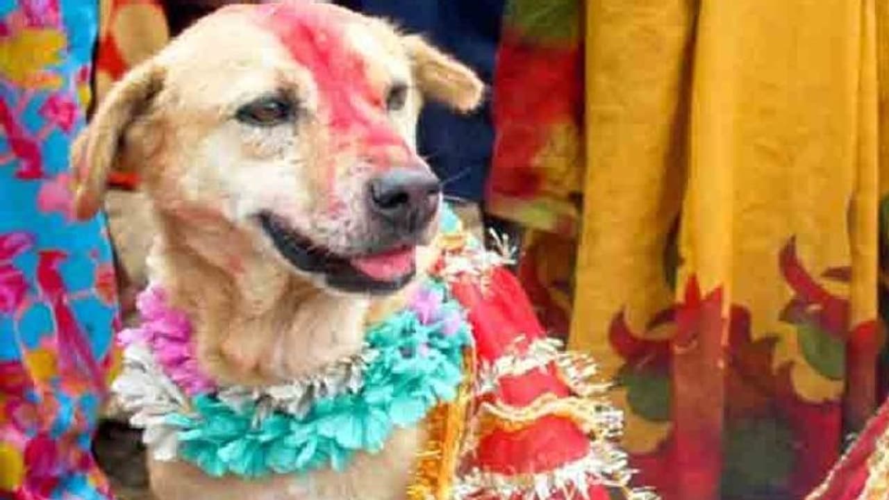 अनोखा मामला: यहां धूमधाम से किया कुत्ते के बच्चे का नामकरण, DJ पर नाचा पूरा गांव, जानिए क्या रखा नाम अनोखा मामला: यहां धूमधाम से किया कुत्ते के बच्चे का नामकरण, DJ पर नाचा पूरा गांव, जानिए क्या रखा नाम