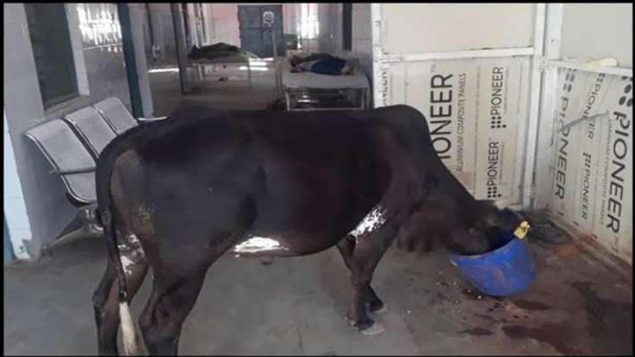 इलाज के लिए अस्पताल में मरीज परेशान, स्वास्थ्य सेवाओं का बुरा हाल, आईसीयू में घूम रही गाय वीडियो वायरल इलाज के लिए अस्पताल में मरीज परेशान, स्वास्थ्य सेवाओं का बुरा हाल, आईसीयू में घूम रही गाय वीडियो वायरल