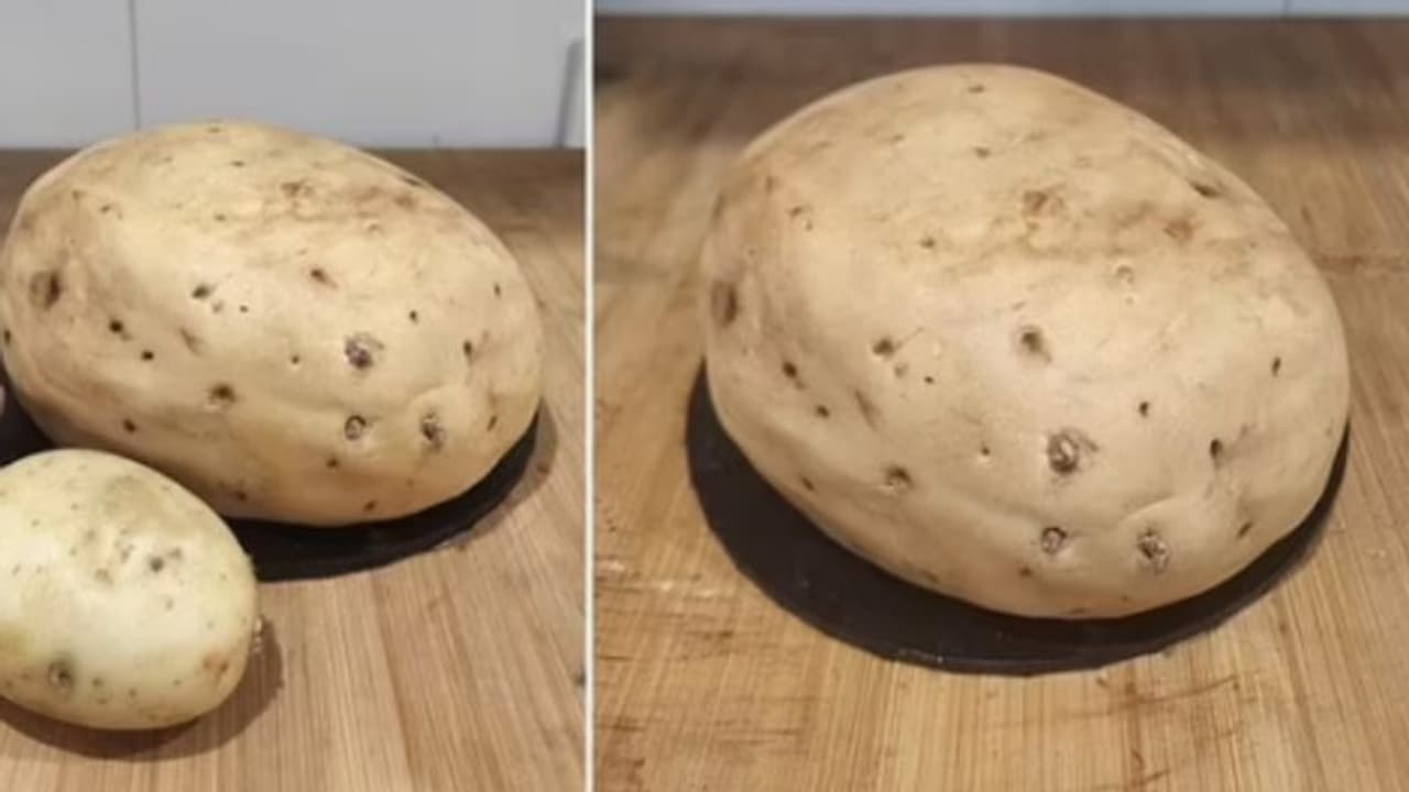 ഈ ഉരുളക്കിഴങ്ങില് ഒന്ന് സൂക്ഷിച്ചുനോക്കിയേ, എന്തെങ്കിലും കുഴപ്പമുണ്ടോ? വൈറലായി പോസ്റ്റ് ഈ ഉരുളക്കിഴങ്ങില് ഒന്ന് സൂക്ഷിച്ചുനോക്കിയേ, എന്തെങ്കിലും കുഴപ്പമുണ്ടോ? വൈറലായി പോസ്റ്റ്