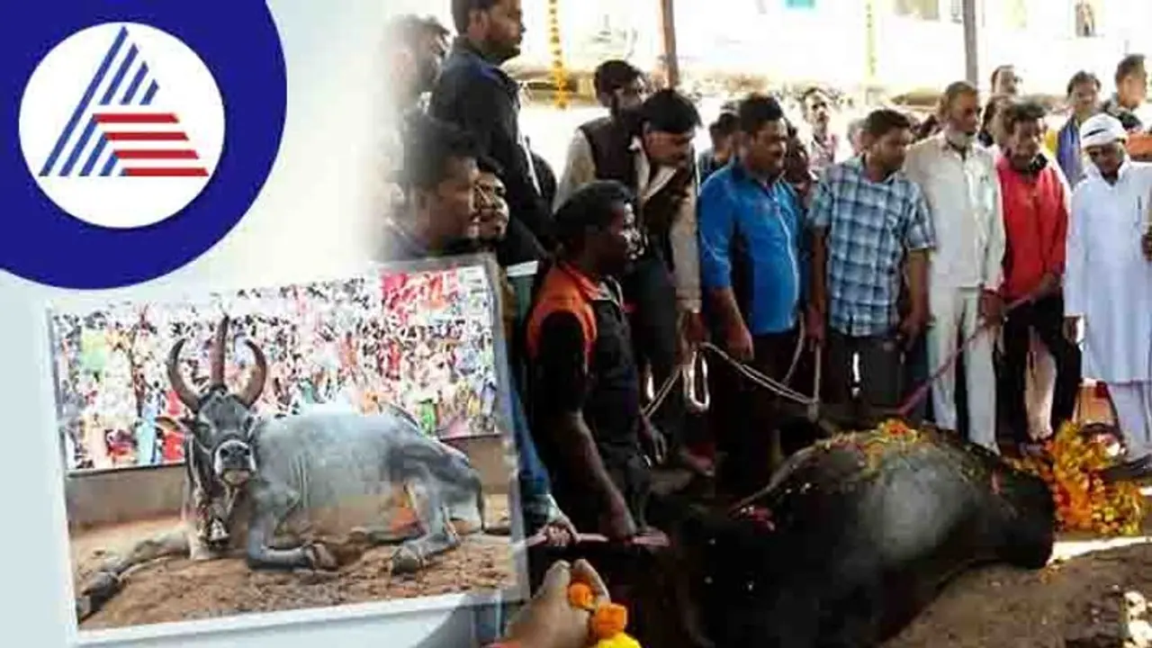 ಮೂರು ಕೊಂಬು, ಮೂರು ಕಣ್ಣು ಹೊಂದಿದ್ದ ನಂದಿ ನಿಧನ! ಮೂರು ಕೊಂಬು, ಮೂರು ಕಣ್ಣು ಹೊಂದಿದ್ದ ನಂದಿ ನಿಧನ!