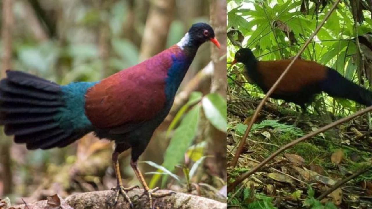 ഭൂമുഖത്ത് നിന്ന് അപ്രത്യക്ഷമായ പക്ഷിയെ 140 വര്ഷത്തെ ഇടവേളയ്ക്ക് ശേഷം വീണ്ടും കണ്ടെത്തി ഭൂമുഖത്ത് നിന്ന് അപ്രത്യക്ഷമായ പക്ഷിയെ 140 വര്ഷത്തെ ഇടവേളയ്ക്ക് ശേഷം വീണ്ടും കണ്ടെത്തി