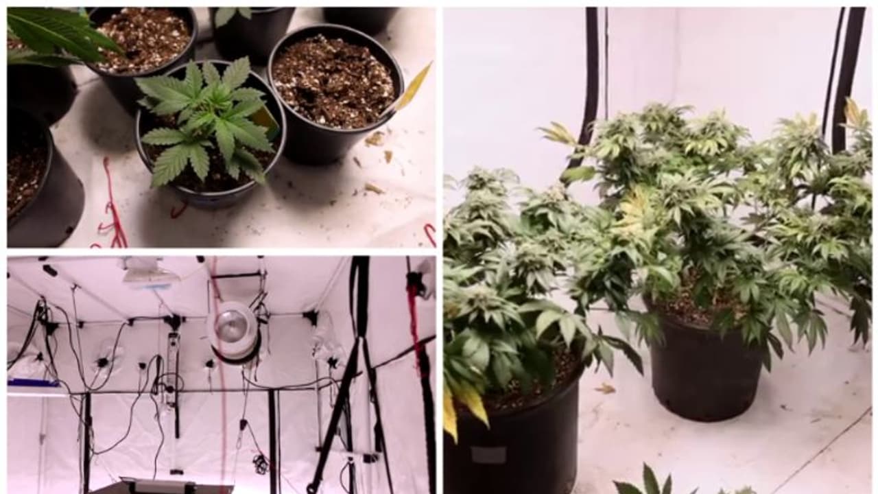 കുവൈത്തില്‍ താമസ സ്ഥലത്ത് കഞ്ചാവ് ചെടികള്‍ വളര്‍ത്തിയ യുവാവ് അറസ്റ്റില്‍