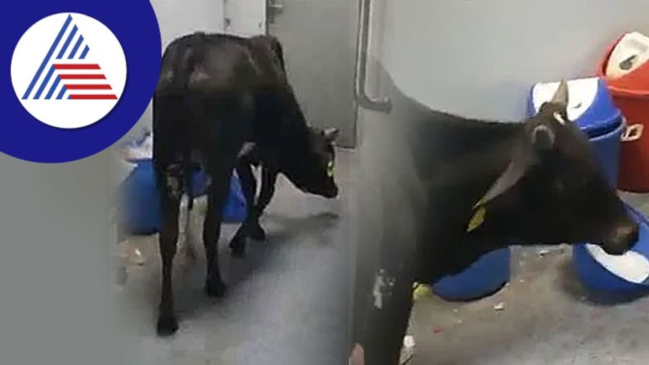 ಆಸ್ಪತ್ರೆಯ ಐಸಿಯು ಒಳಗೆ ಹಸುವಿನ ಓಡಾಟ: ವಿಡಿಯೋ ವೈರಲ್ ಆಸ್ಪತ್ರೆಯ ಐಸಿಯು ಒಳಗೆ ಹಸುವಿನ ಓಡಾಟ: ವಿಡಿಯೋ ವೈರಲ್