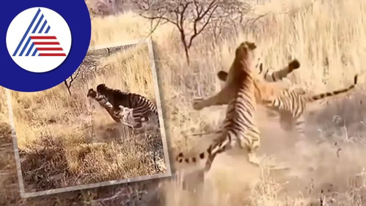 ಹುಲಿಗಳ ಭೀಕರ ಕಾದಾಟ... ವಿಡಿಯೋ ವೈರಲ್ ಹುಲಿಗಳ ಭೀಕರ ಕಾದಾಟ... ವಿಡಿಯೋ ವೈರಲ್