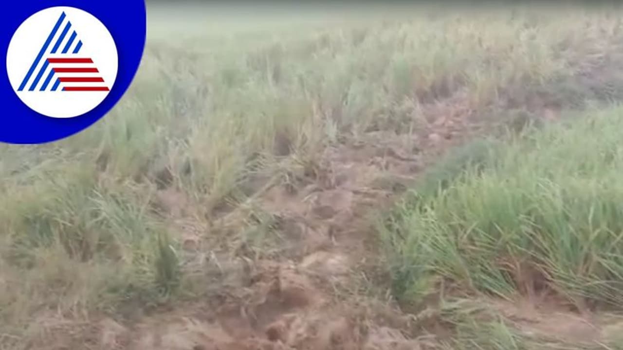 Kodagu: ಗ್ರಾಮ ಗದ್ದೆಗಳಿಗೆ ನುಗ್ಗಿದ ಕಾಡಾನೆ ಹಿಂಡು: ಭತ್ತದ ಬೆಳೆ ನಷ್ಟ