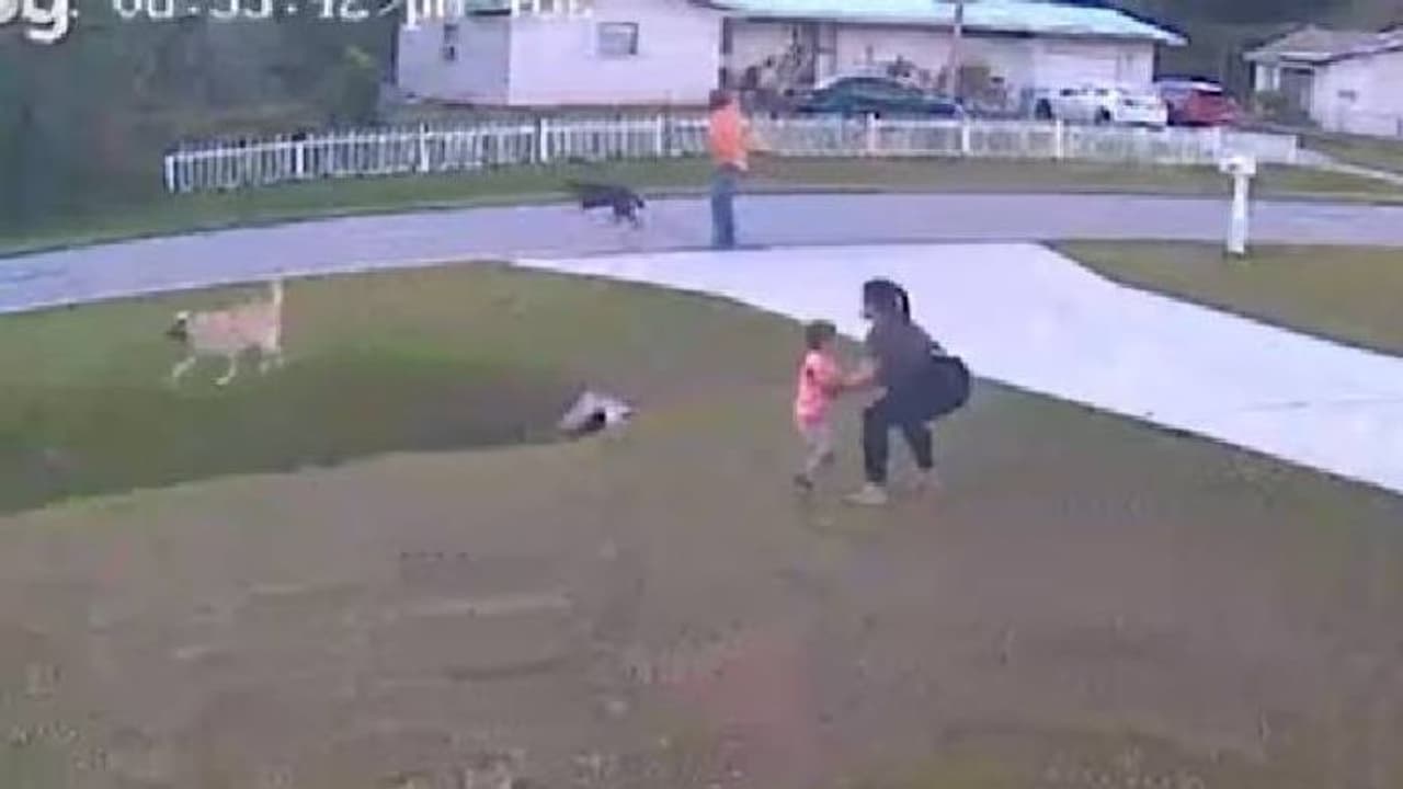 അയൽവാസിയുടെ നായയുടെ ആക്രമണം, ആറ് വയസ്സുകാരനെ രക്ഷിച്ച് സ്വന്തം വീട്ടിലെ നായ അയൽവാസിയുടെ നായയുടെ ആക്രമണം, ആറ് വയസ്സുകാരനെ രക്ഷിച്ച് സ്വന്തം വീട്ടിലെ നായ