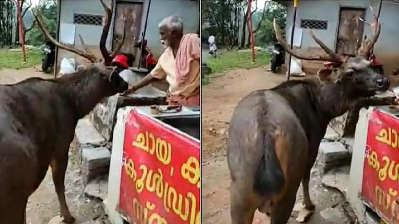 ರಸ್ತೆ ಬದಿಯ ಸ್ಟಾಲ್‌ಗೆ ಭೇಟಿ ನೀಡಿ ಬೃಹತ್ ಸಾರಂಗ: ಅಪರೂಪದ ದೃಶ್ಯ ಸೆರೆ
