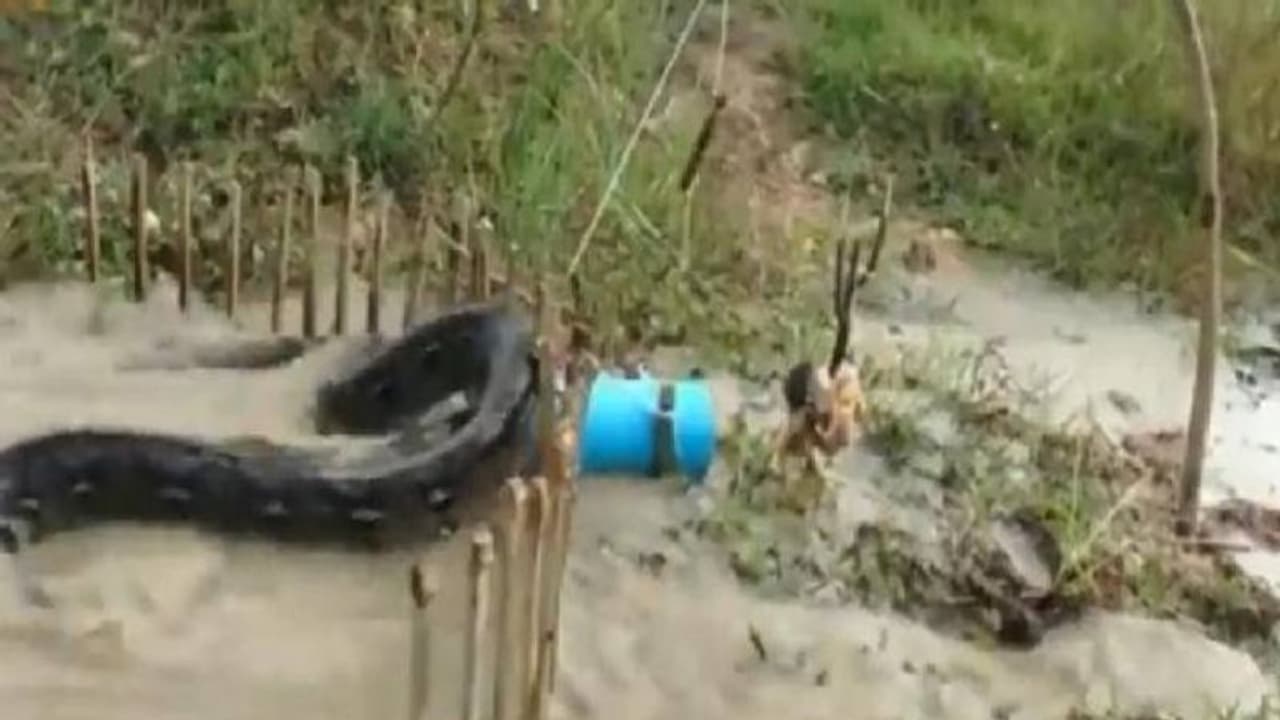 പെരുമ്പാമ്പിനുള്ള കെണി, മുന്നിൽ ജീവനുള്ള കോഴി, ഒടുവിൽ സംഭവിച്ചത്...