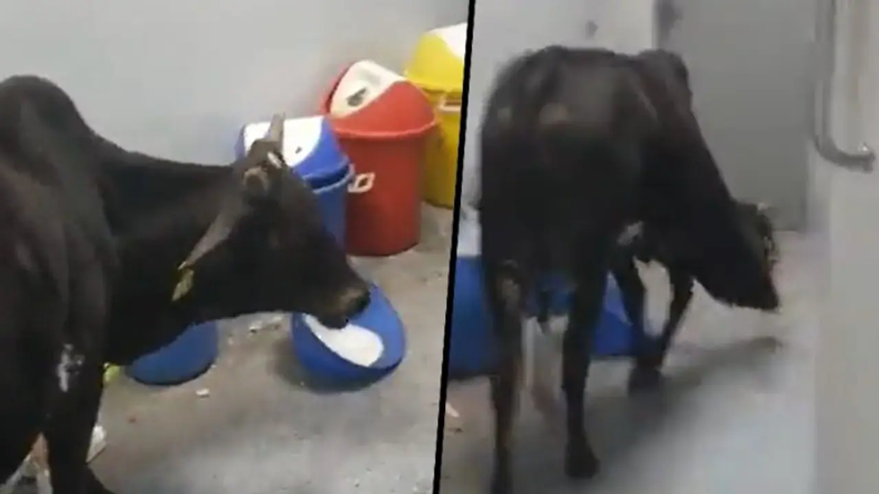 Cow wanders inside ICU ward of Rajgarh hospital, eats medical waste; watch viral video Cow wanders inside ICU ward of Rajgarh hospital, eats medical waste; watch viral video