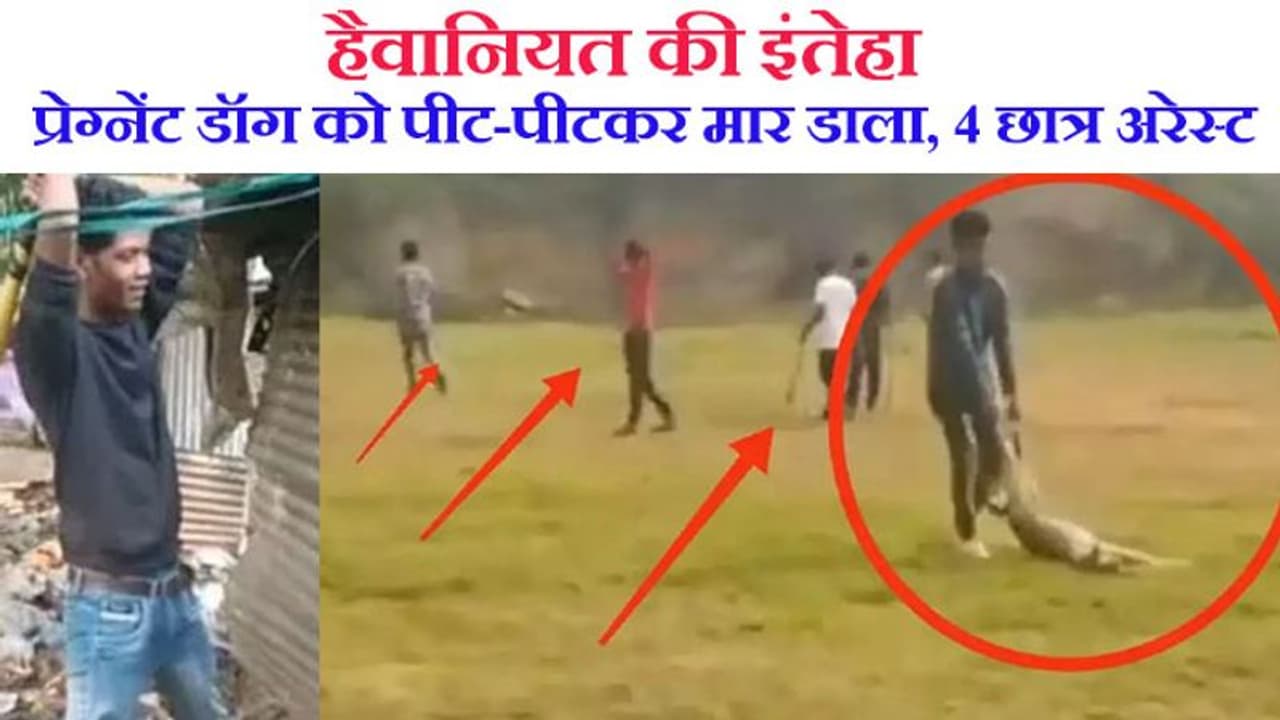 हैवानियत की इंतेहा: खेल में खलल पड़ने पर प्रेग्नेंट डॉग को पीट पीटकर मारने वाले 4 स्टूडेंट अरेस्ट हैवानियत की इंतेहा: खेल में खलल पड़ने पर प्रेग्नेंट डॉग को पीट पीटकर मारने वाले 4 स्टूडेंट अरेस्ट